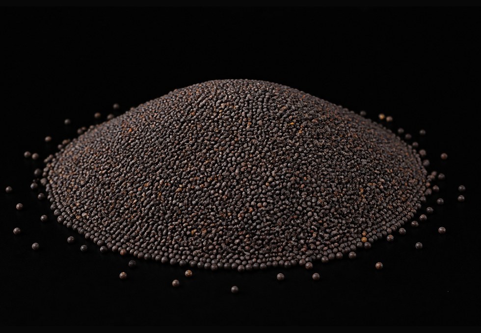 Semilla de canola